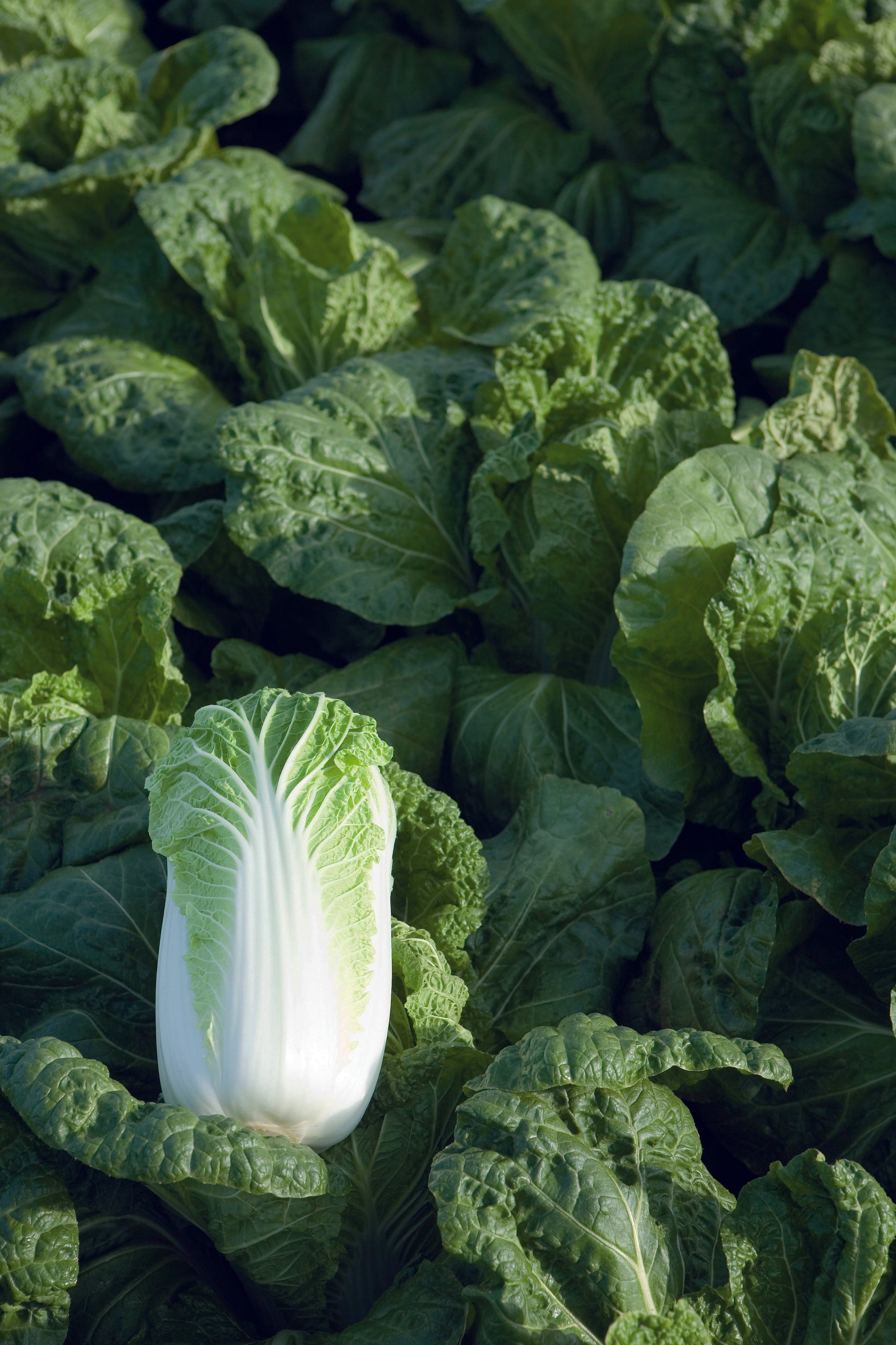 Bili Organic Napa Cabbage – Large, Crunchy Sweet Flavor for Kimchi and Stir Fries 1