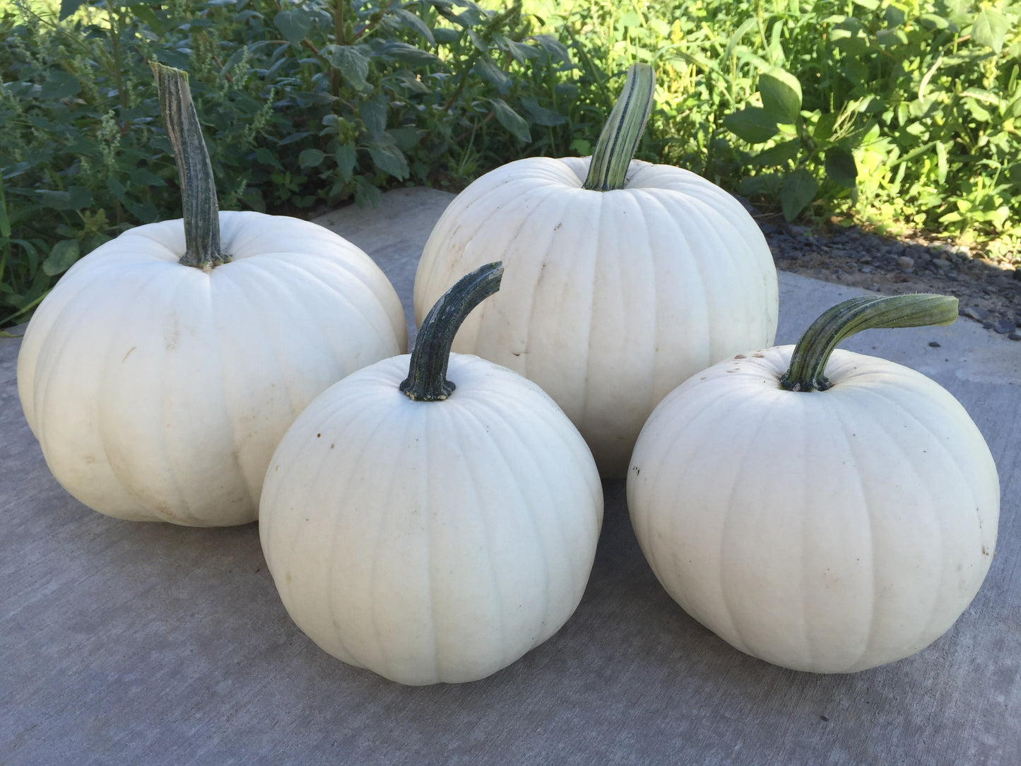 Blanco Medium White Pumpkin – Beautifully Ribbed Texture For Carving And Painting Decor 0