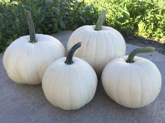 Blanco Medium White Pumpkin – Beautifully Ribbed Texture For Carving And Painting Decor 0