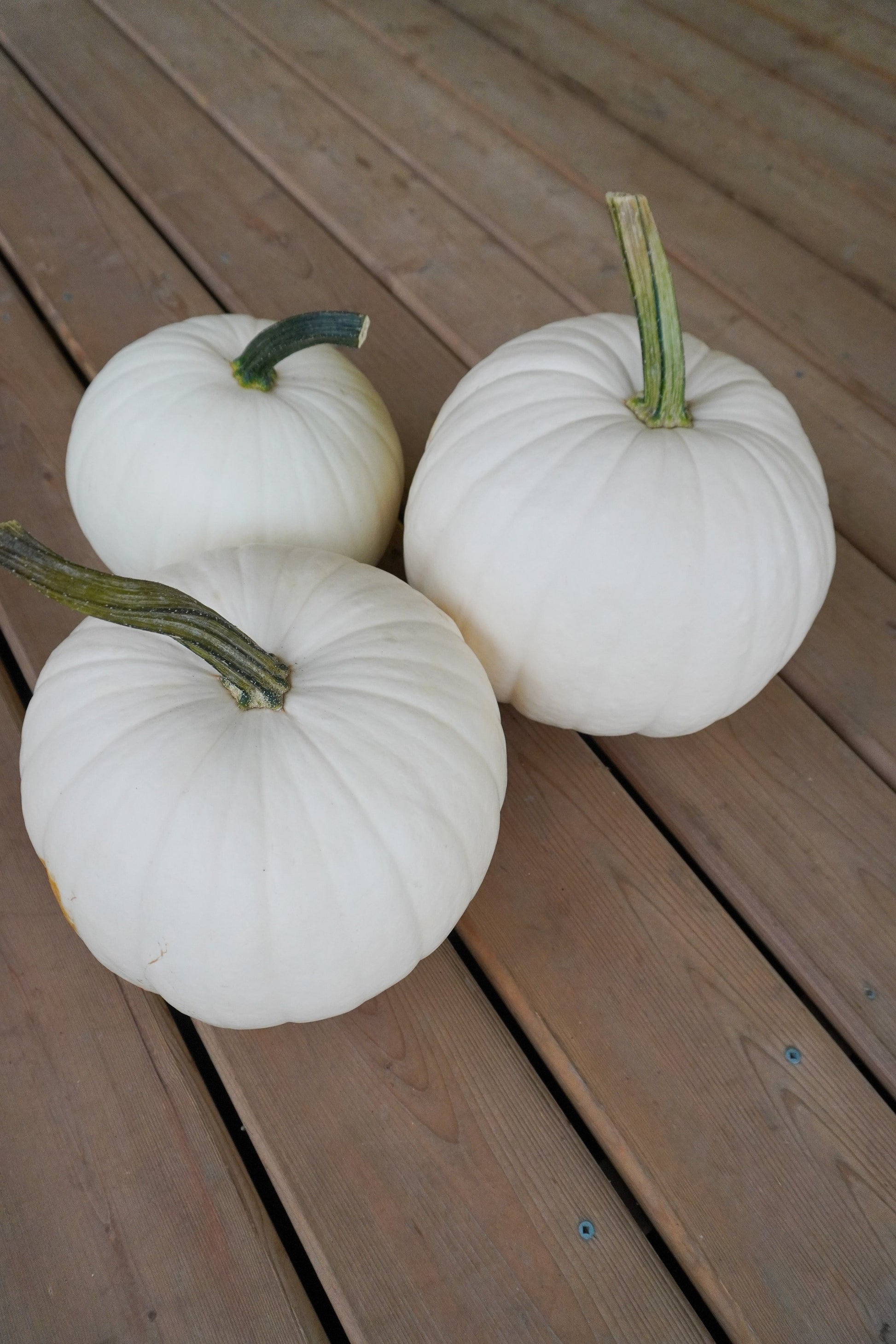 Blanco Medium White Pumpkin – Beautifully Ribbed Texture For Carving And Painting Decor 1
