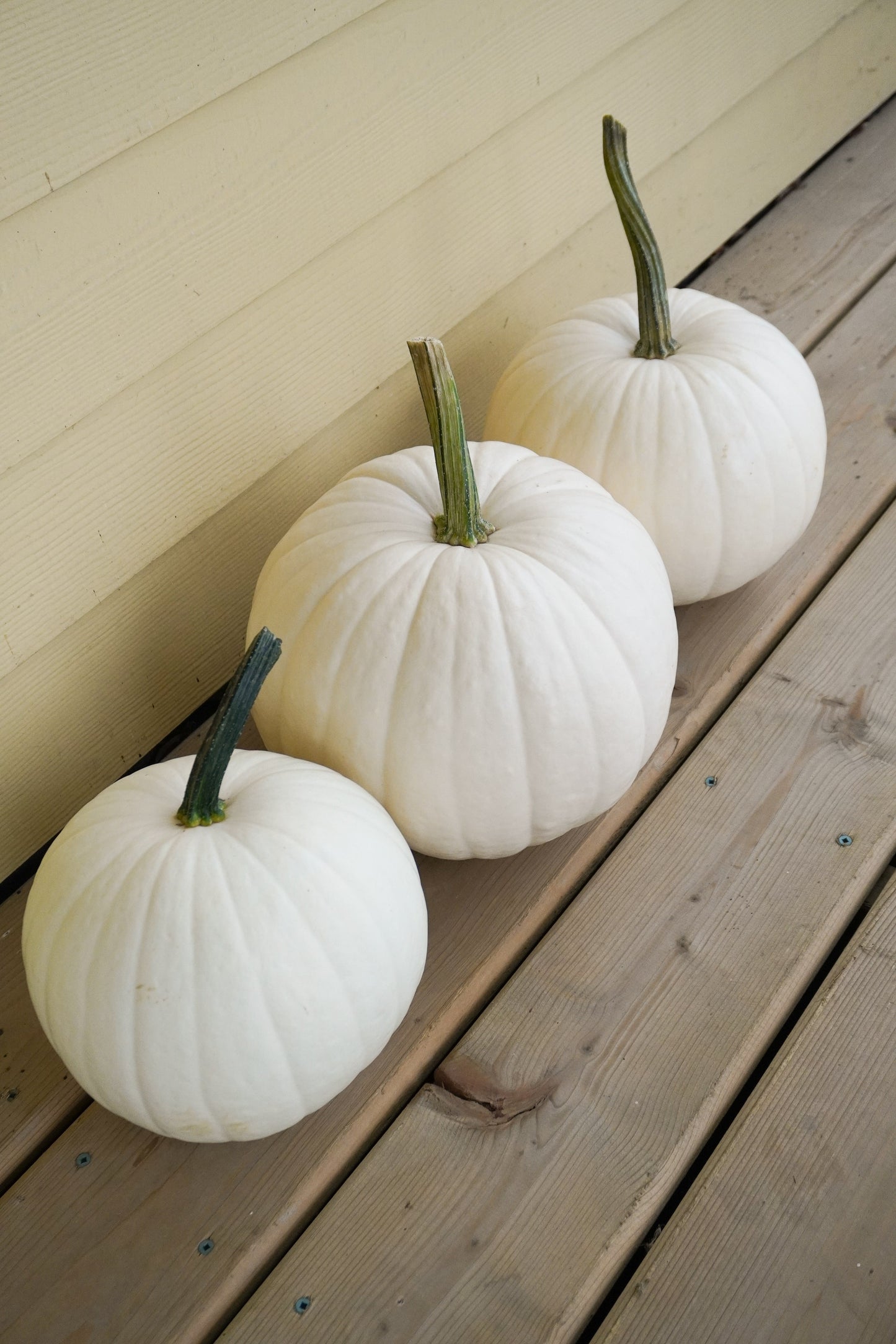 Blanco Medium White Pumpkin – Beautifully Ribbed Texture For Carving And Painting Decor 2