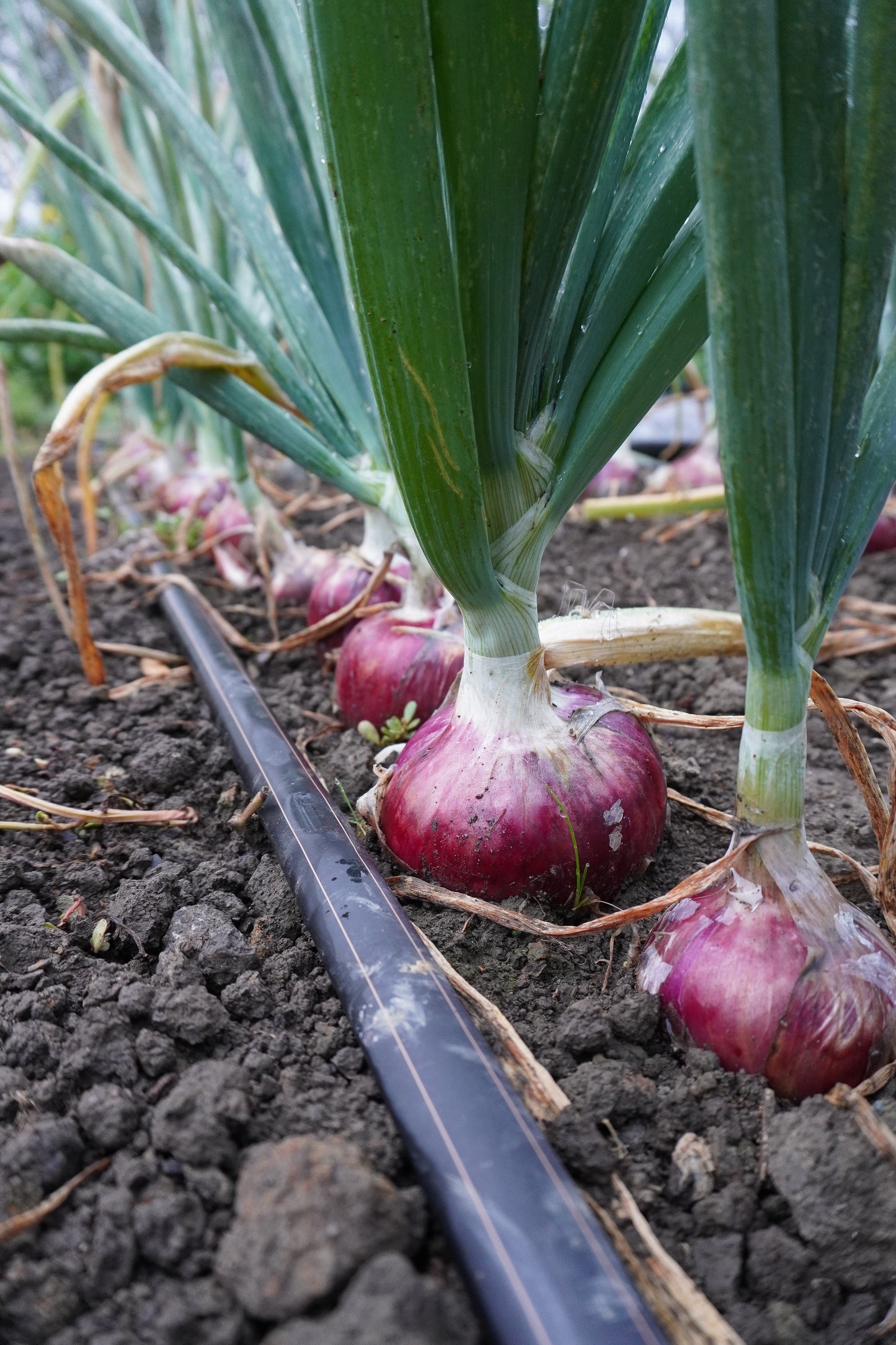 Blush F1 Gardeners Onion – Jumbo Size with Excellent Storage Potential 0