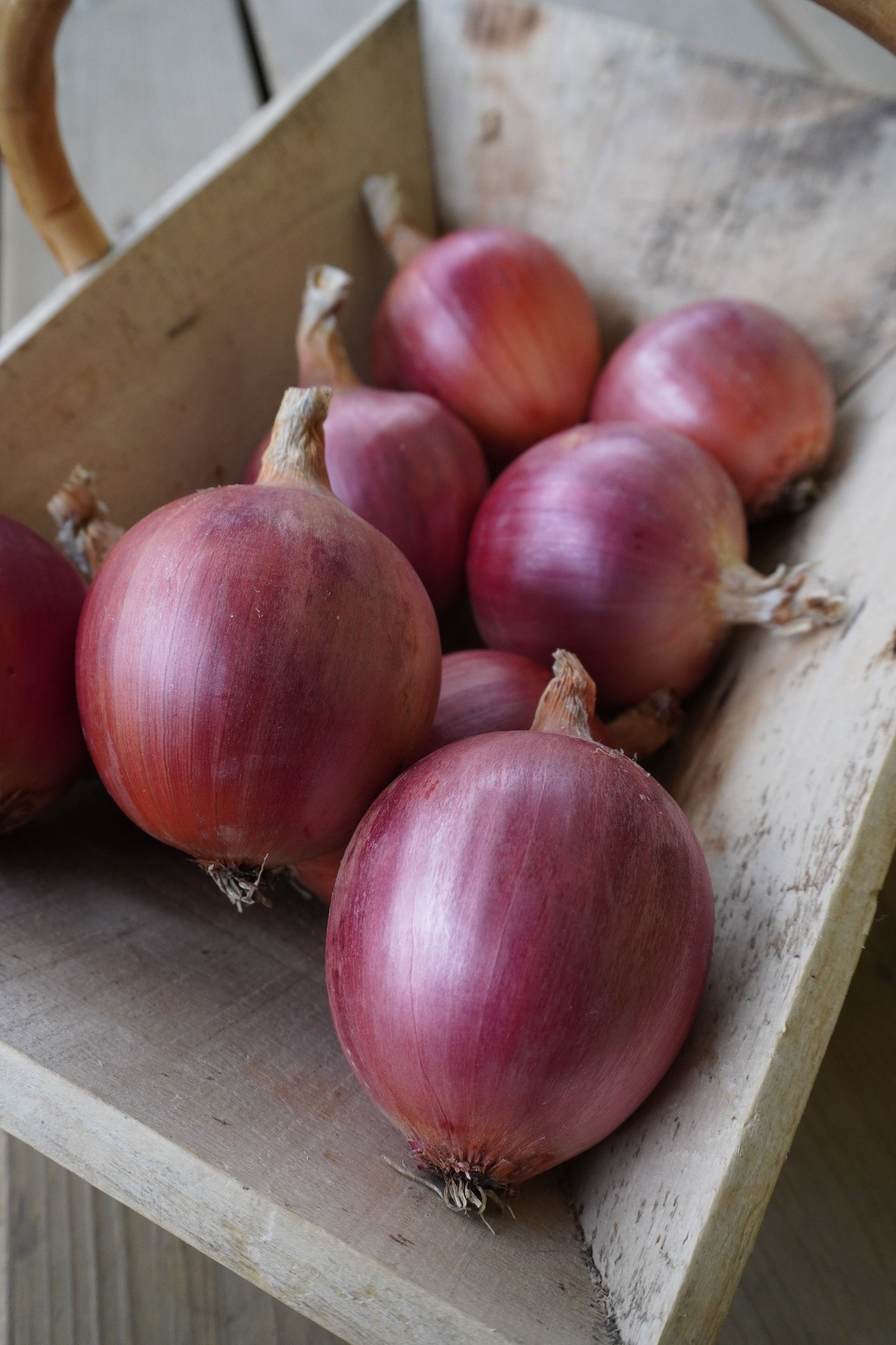 Blush F1 Gardeners Onion – Jumbo Size with Excellent Storage Potential 1