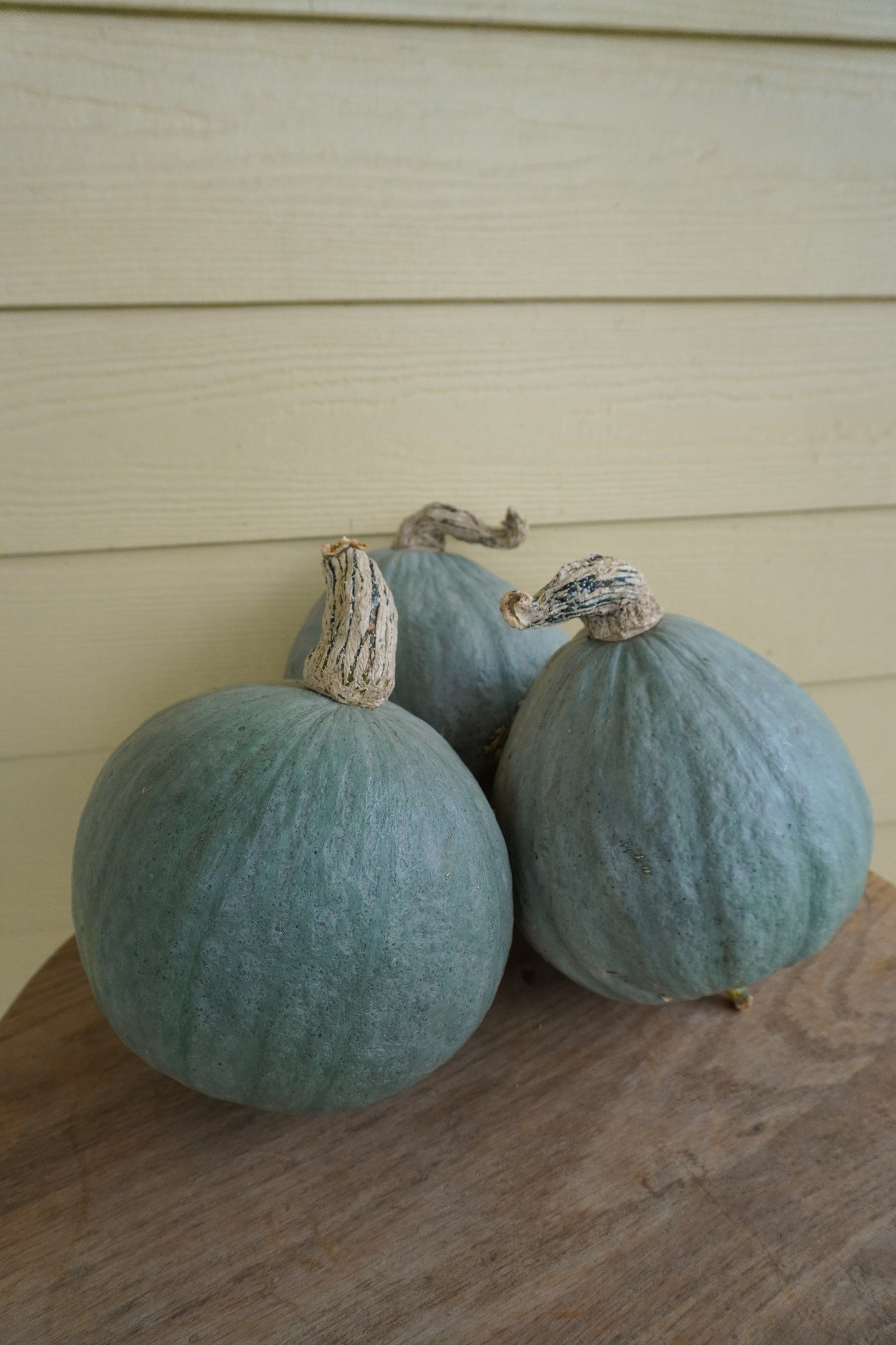 Bobby Blue Organic Squash – Compact Mini Variety with Delicious Flavor 0