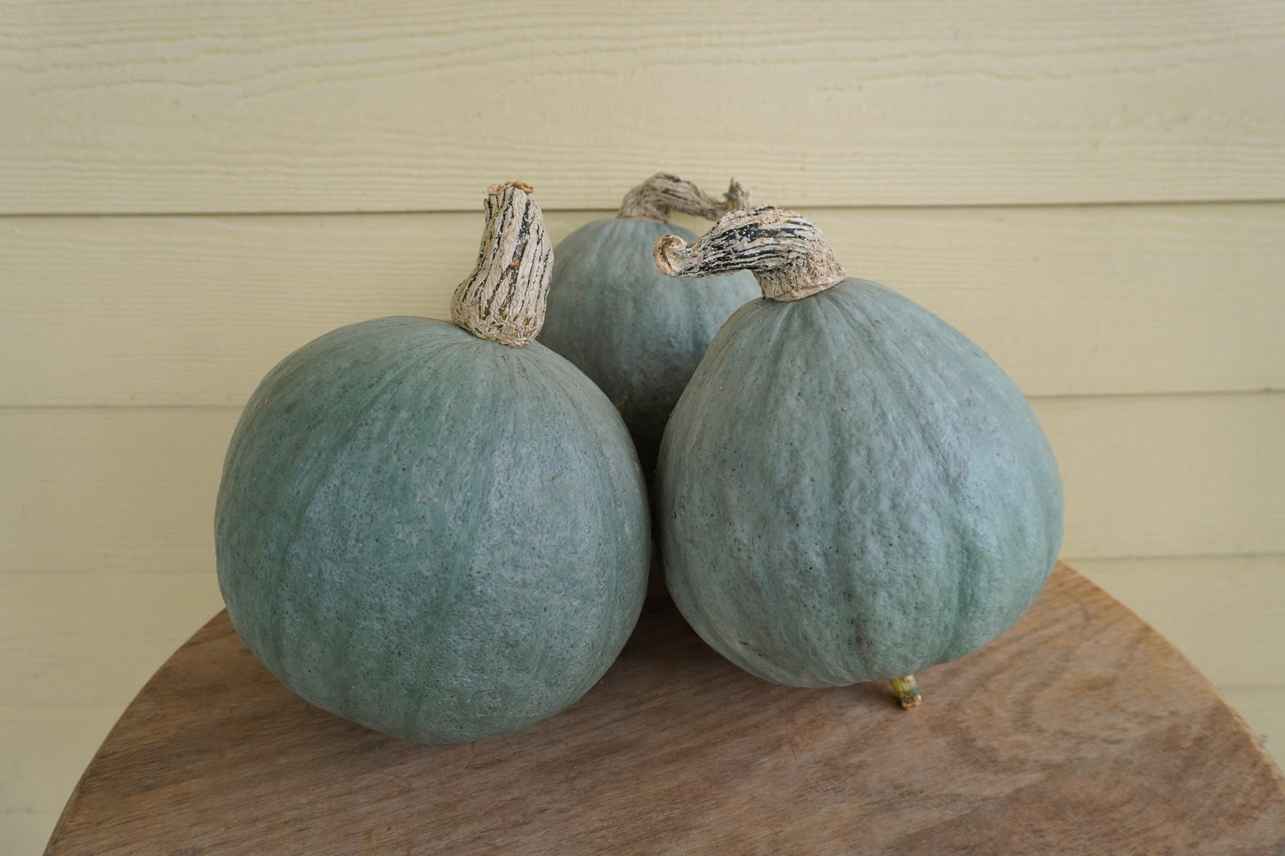 Bobby Blue Organic Squash – Compact Mini Variety with Delicious Flavor 1