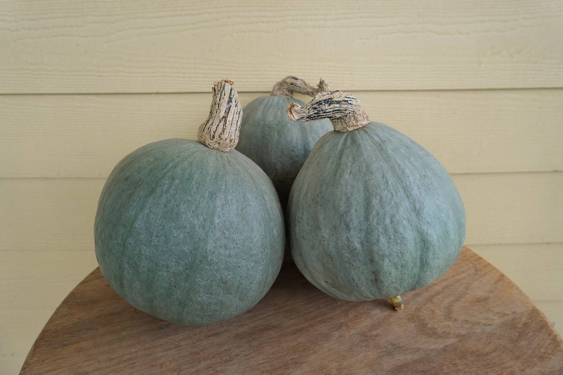 Bobby Blue Organic Squash – Compact Mini Variety with Delicious Flavor 1