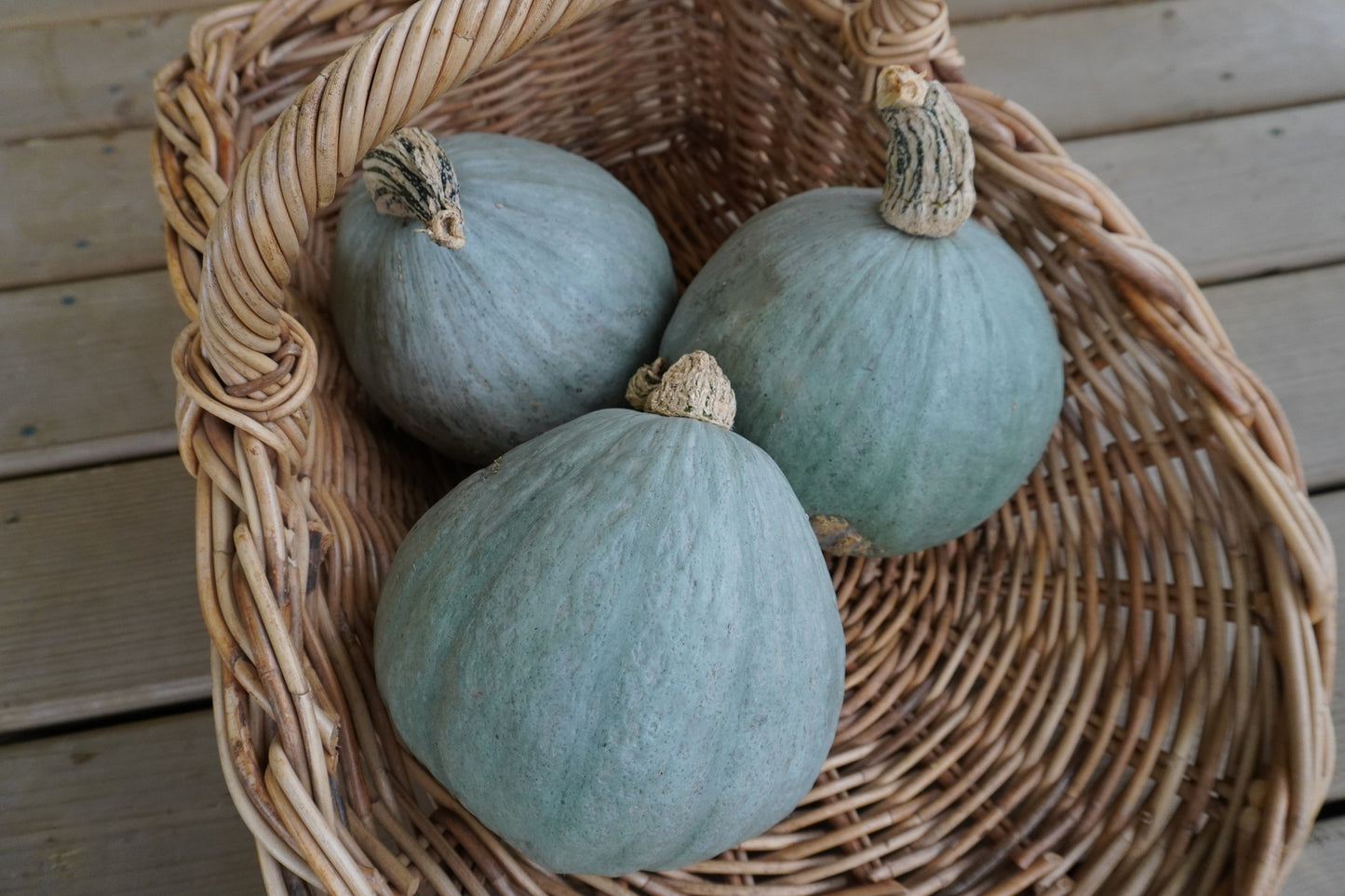 Bobby Blue Organic Squash – Compact Mini Variety with Delicious Flavor 2