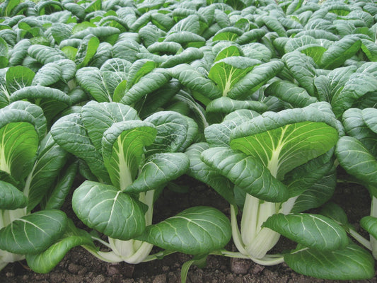 Bopak Organic Pak Choi – Versatile Vegetable with Thick Stems for Fresh Salads and Stir Fries 0