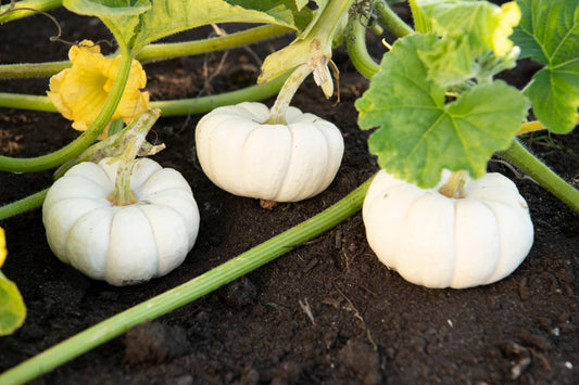 Bouncy Kids' Mini White Pumpkin – Adorable Ornamental Plant for Fun Gardening 0