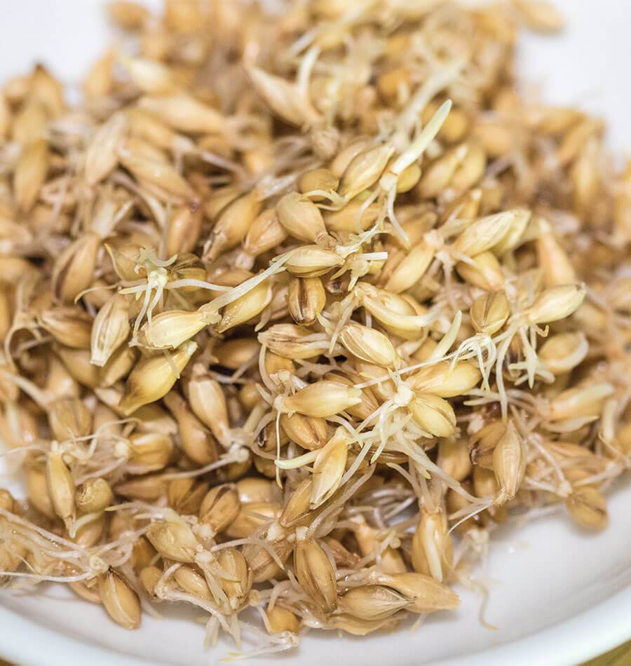 Bountiful Barley Organic Sprouting Seeds – Certified Organic Nutrient-Rich Addition for Healthy Meals 0