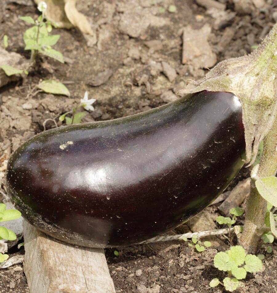Bountiful Black Beauty Organic Eggplant – Heirloom Variety for Thriving Gardens 2