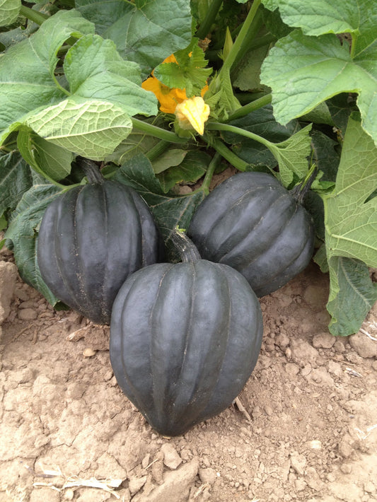 Bountiful Black Bellota F1 Squash – High Yield Acorn Variety with Nutty Flavor 0