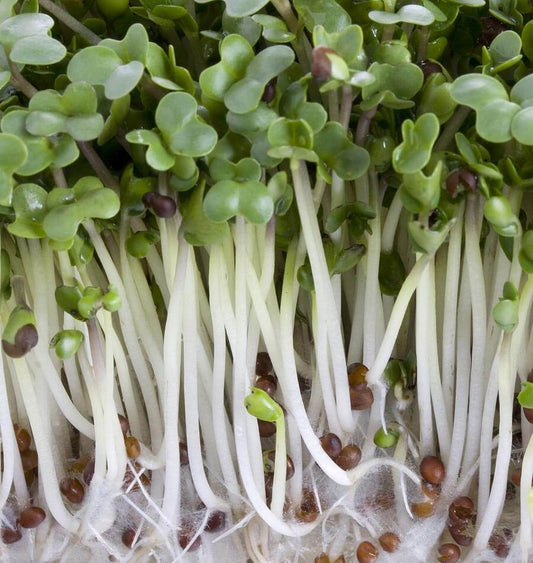Bountiful Organic Broccoli Seeds for Sprouting – Easy to Grow Superfood for Health Enthusiasts 0