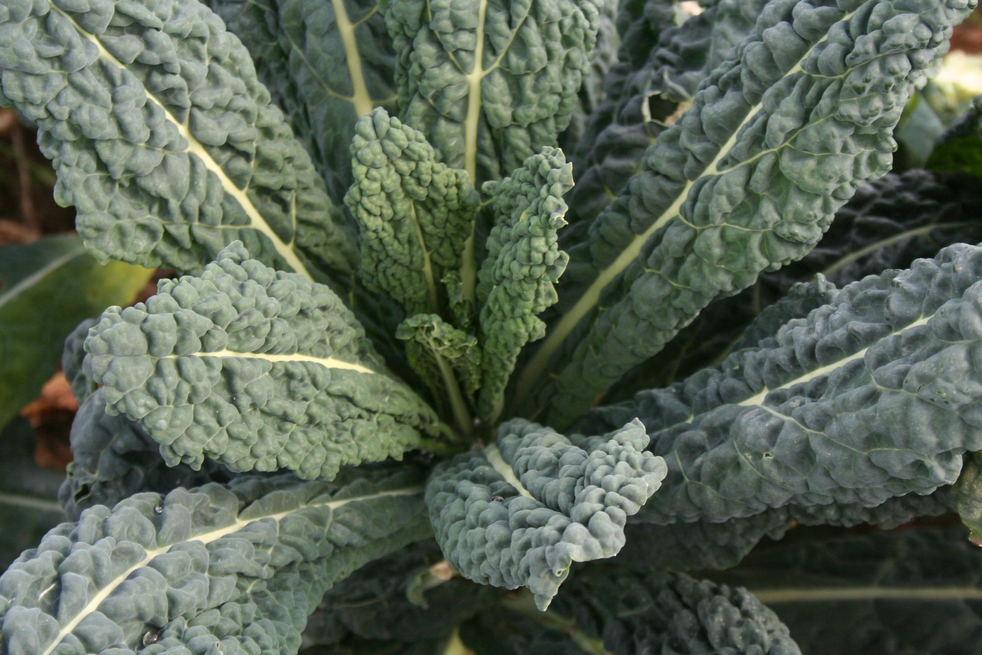 Bountiful Organic Dinosaur Kale Seeds – High Yield Lacinato Variety With Easy Preparation For Home Gardens 0