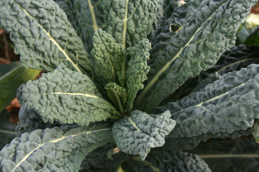 Bountiful Organic Dinosaur Kale Seeds – High Yield Lacinato Variety With Easy Preparation For Home Gardens 0