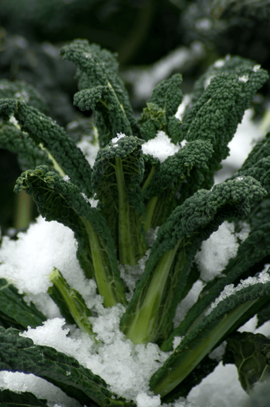 Bountiful Organic Dinosaur Kale Seeds – High Yield Lacinato Variety With Easy Preparation For Home Gardens 1