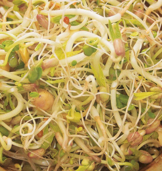 Bountiful Organic Sprouting Seeds – Crunchy Bean Salad Blend for Nutritious Meals 0
