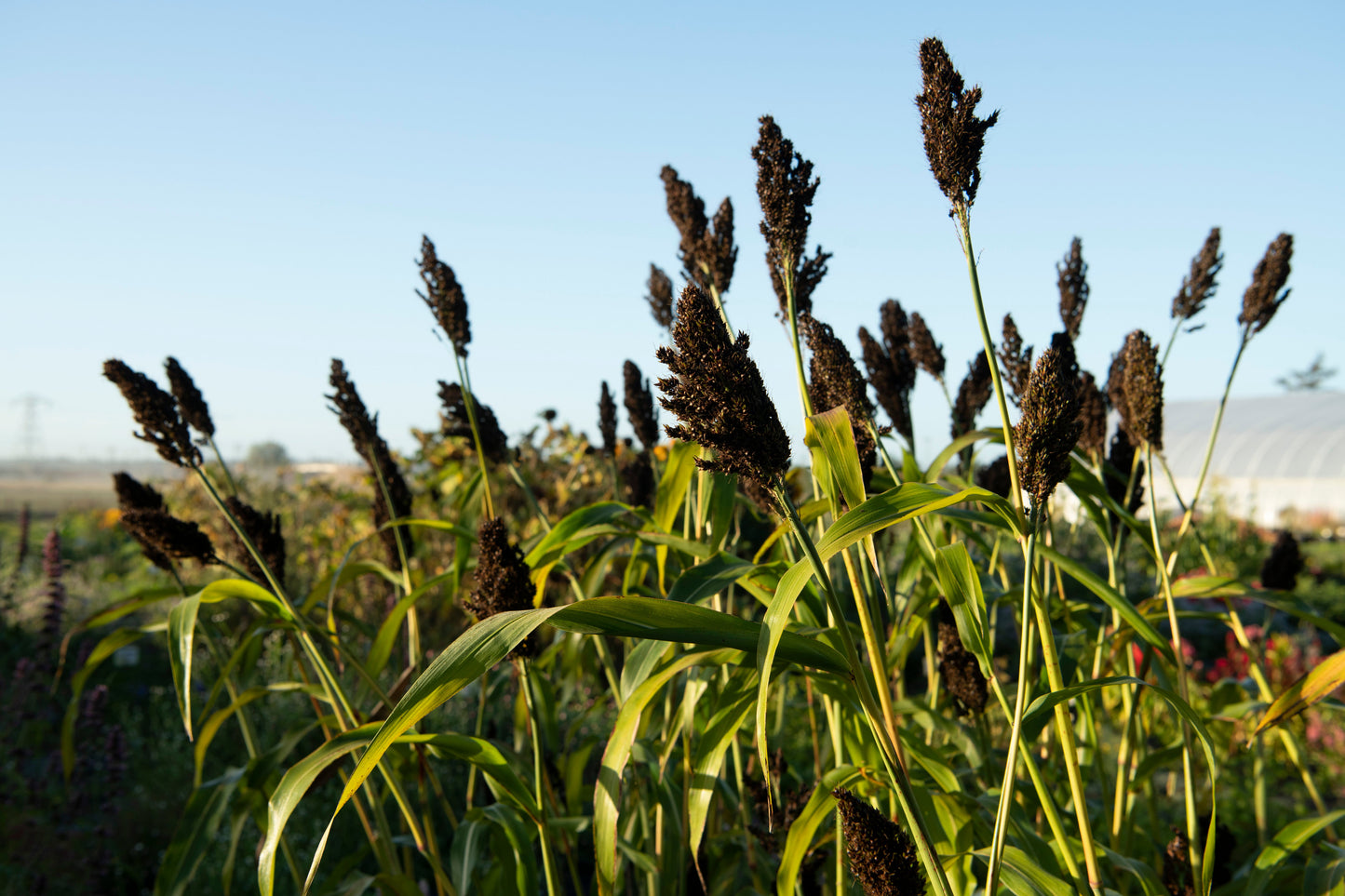 Bountiful Ornamental Sorghum Plant – Stunning Cone-Shaped Heads For Beautiful Floral Arrangements 0