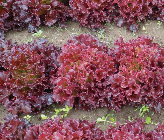 Brentwood Organic Lettuce – Flavorful Red Ruffled Leaves for Fresh Salads 0