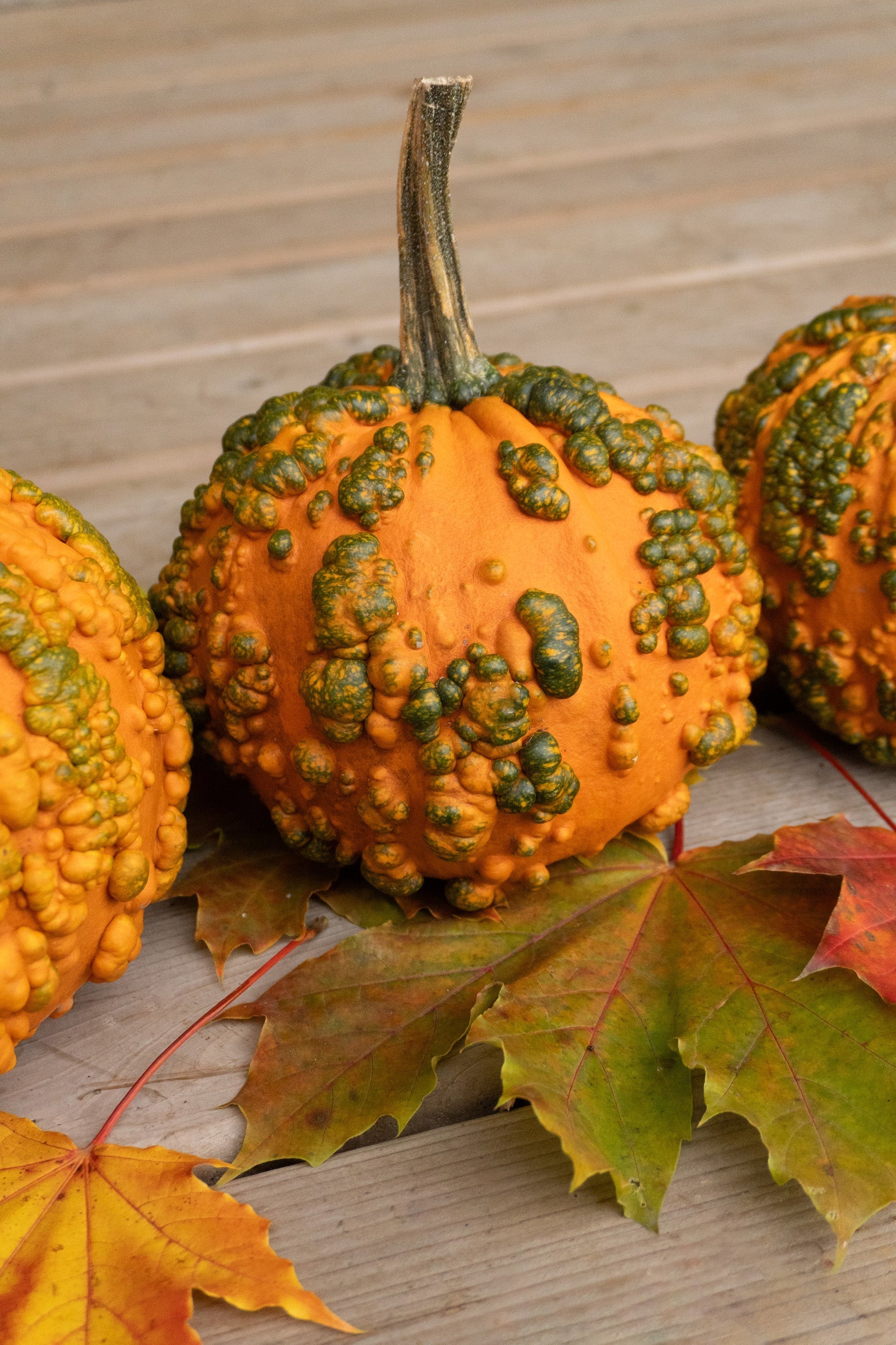 Bumpy Kids' Decorative Pumpkin – Unique Warty Texture for Fun Autumn Displays 0