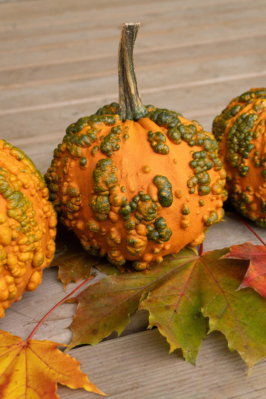 Bumpy Kids' Decorative Pumpkin – Unique Warty Texture for Fun Autumn Displays 0