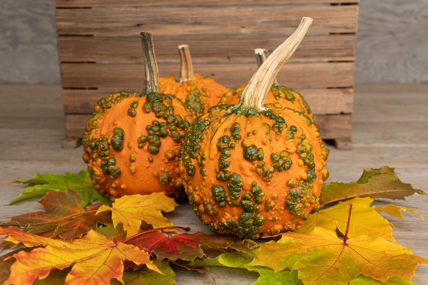 Bumpy Kids' Decorative Pumpkin – Unique Warty Texture for Fun Autumn Displays 1
