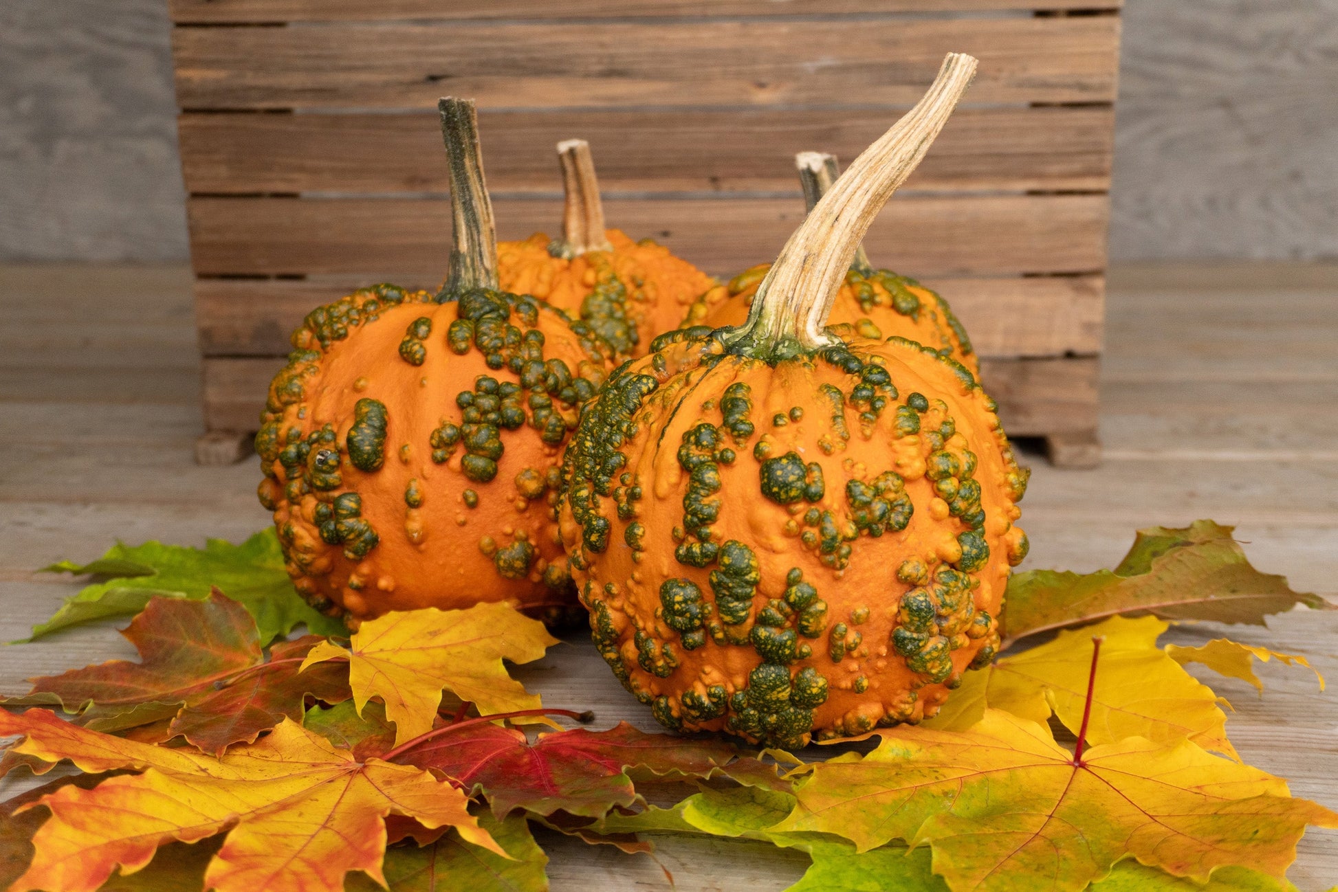 Bumpy Kids' Decorative Pumpkin – Unique Warty Texture for Fun Autumn Displays 1