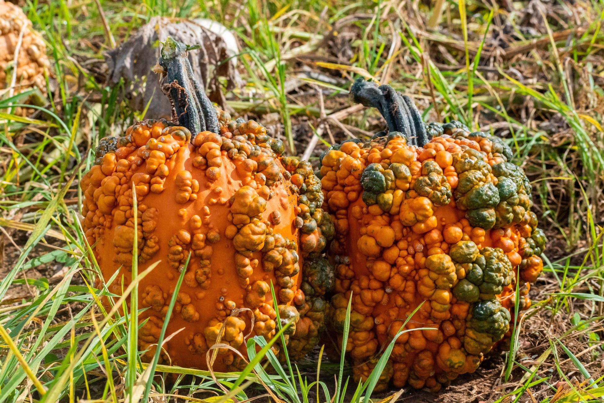 Bumpy Kids' Decorative Pumpkin – Unique Warty Texture for Fun Autumn Displays 2