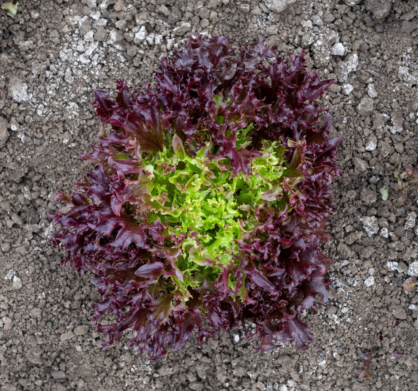 Burgandy Organic Red Leaf Lettuce – Vibrant Two-Tone Crunchy Leaves for Fresh Salads 0