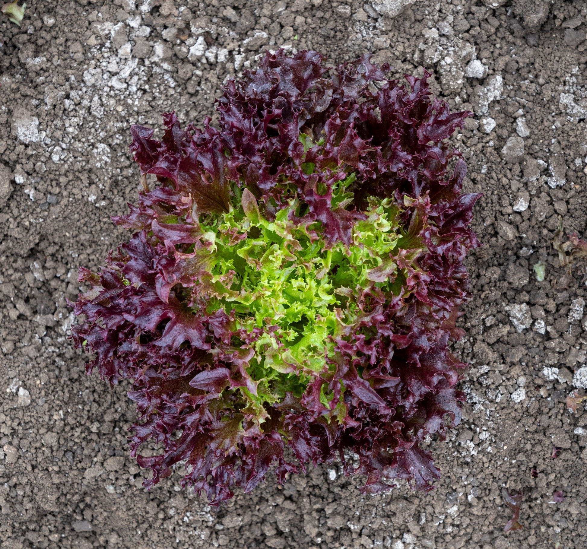 Burgandy Organic Red Leaf Lettuce – Vibrant Two-Tone Crunchy Leaves for Fresh Salads 0