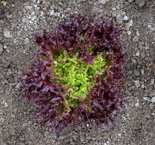 Burgandy Organic Red Leaf Lettuce – Vibrant Two-Tone Crunchy Leaves for Fresh Salads 0