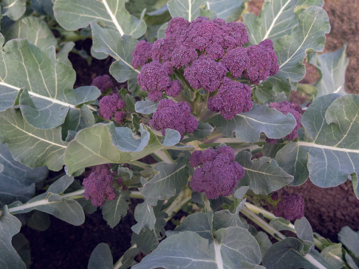 Burgundy All-Season Purple Sprouting Broccoli – Vibrant Florets For Continuous Fresh Harvest 0