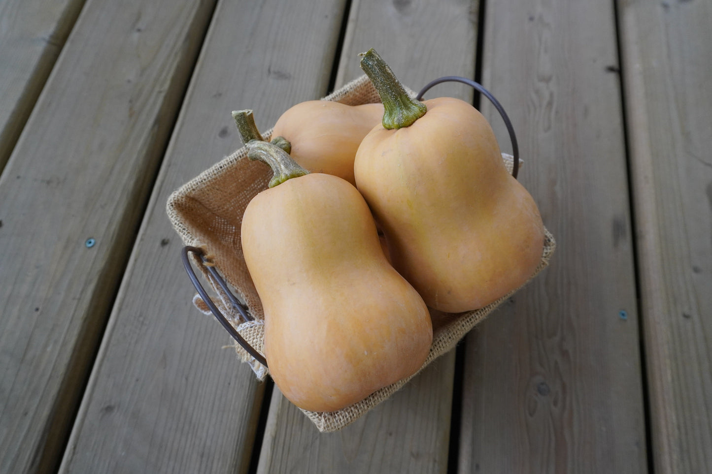 Buzzy Home Gardeners' Organic Mini Butternut Squash – Early Maturity with High Yields 0
