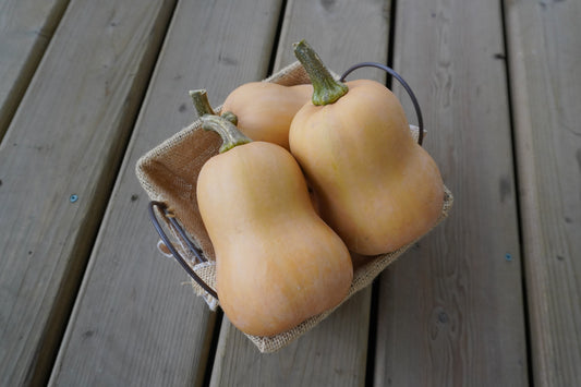 Buzzy Home Gardeners' Organic Mini Butternut Squash – Early Maturity with High Yields 0
