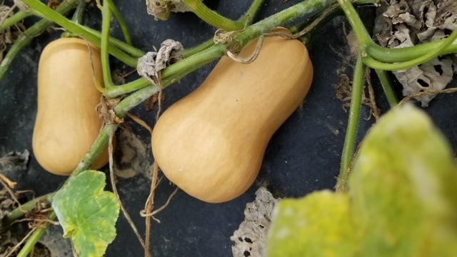 Buzzy Home Gardeners' Organic Mini Butternut Squash – Early Maturity with High Yields 2