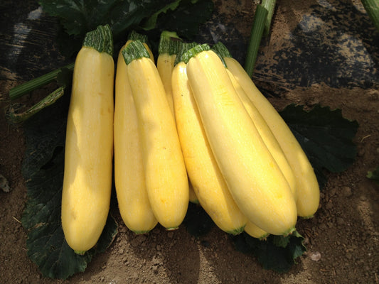 Buzzy Yellow Summer Squash – High Yield Hybrid Vegetable for Diverse Gardens 0