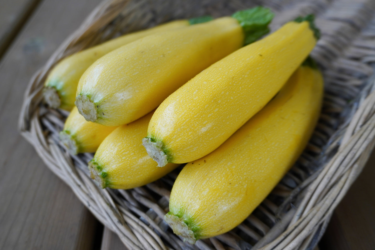 Buzzy Yellow Summer Squash – High Yield Hybrid Vegetable for Diverse Gardens 1