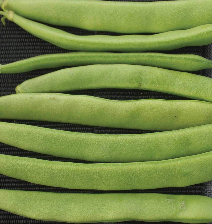 C Campo de' Fiori Italian Romano Beans – Flavorful Bush Variety for Quick Harvest 0