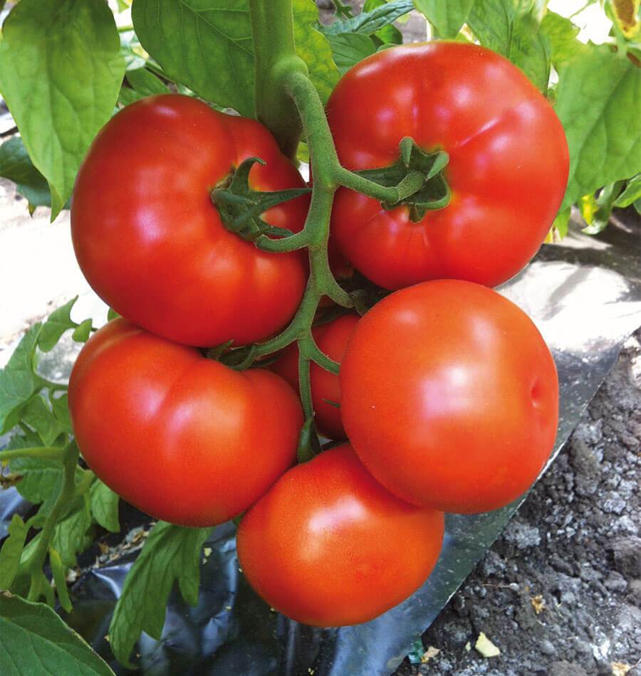 Caiman Organic Beefsteak Tomato Seeds – High Yielding Variety for Home Gardeners 0