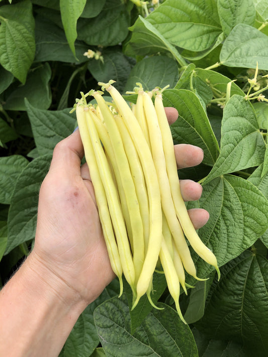 Caspian Yellow Wax Beans – High Yielding Bush Type with Disease Resistance for Abundant Harvests 0