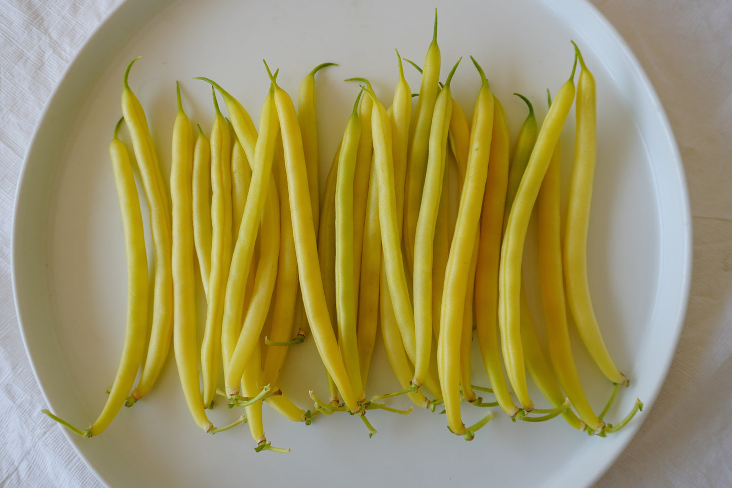 Caspian Yellow Wax Beans – High Yielding Bush Type with Disease Resistance for Abundant Harvests 1