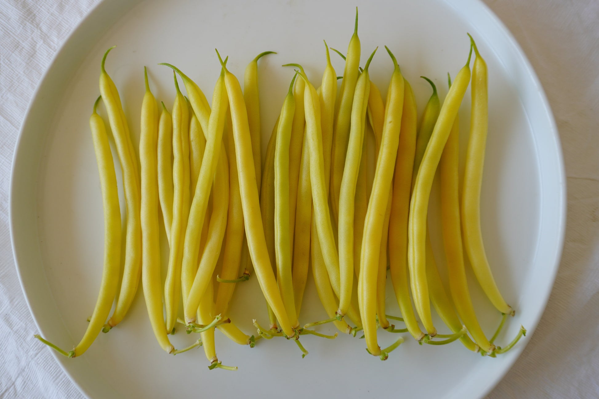 Caspian Yellow Wax Beans – High Yielding Bush Type with Disease Resistance for Abundant Harvests 1