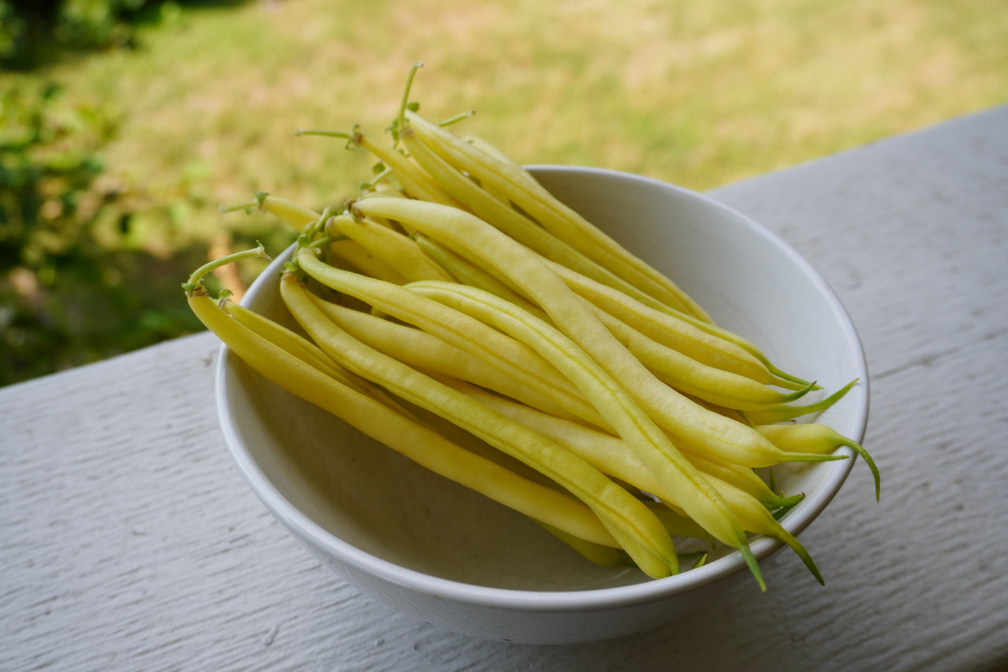 Caspian Yellow Wax Beans – High Yielding Bush Type with Disease Resistance for Abundant Harvests 2