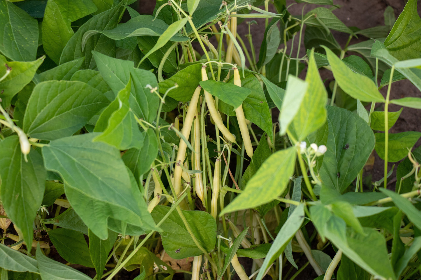 Caspian Yellow Wax Beans – High Yielding Bush Type with Disease Resistance for Abundant Harvests 3
