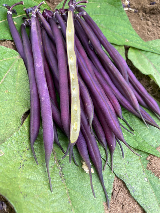 Celine Home Gardeners Organic Purple Wax Beans – Vibrant Color and High Yield for Culinary Creativity 0