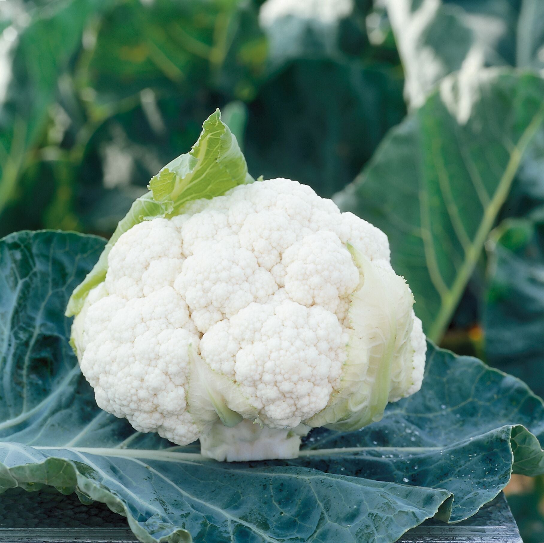 Clarify Gardeners' Cauliflower – Clubroot Resistant, Tender Curds For Delicious Raw Veggie Platters 0