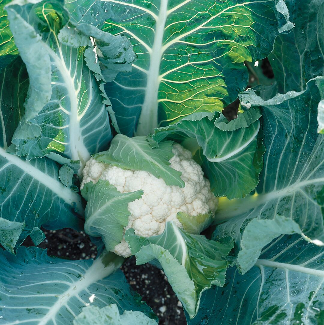 Clarify Gardeners' Cauliflower – Clubroot Resistant, Tender Curds For Delicious Raw Veggie Platters 1