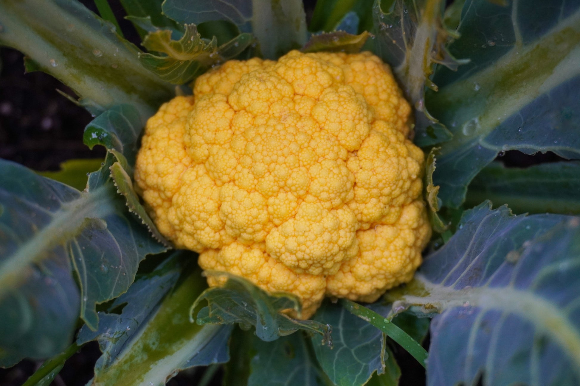 Clementine Vibrant Orange Cauliflower – Early Maturing Hybrid with Stunning Color for Beautiful Gardens 0