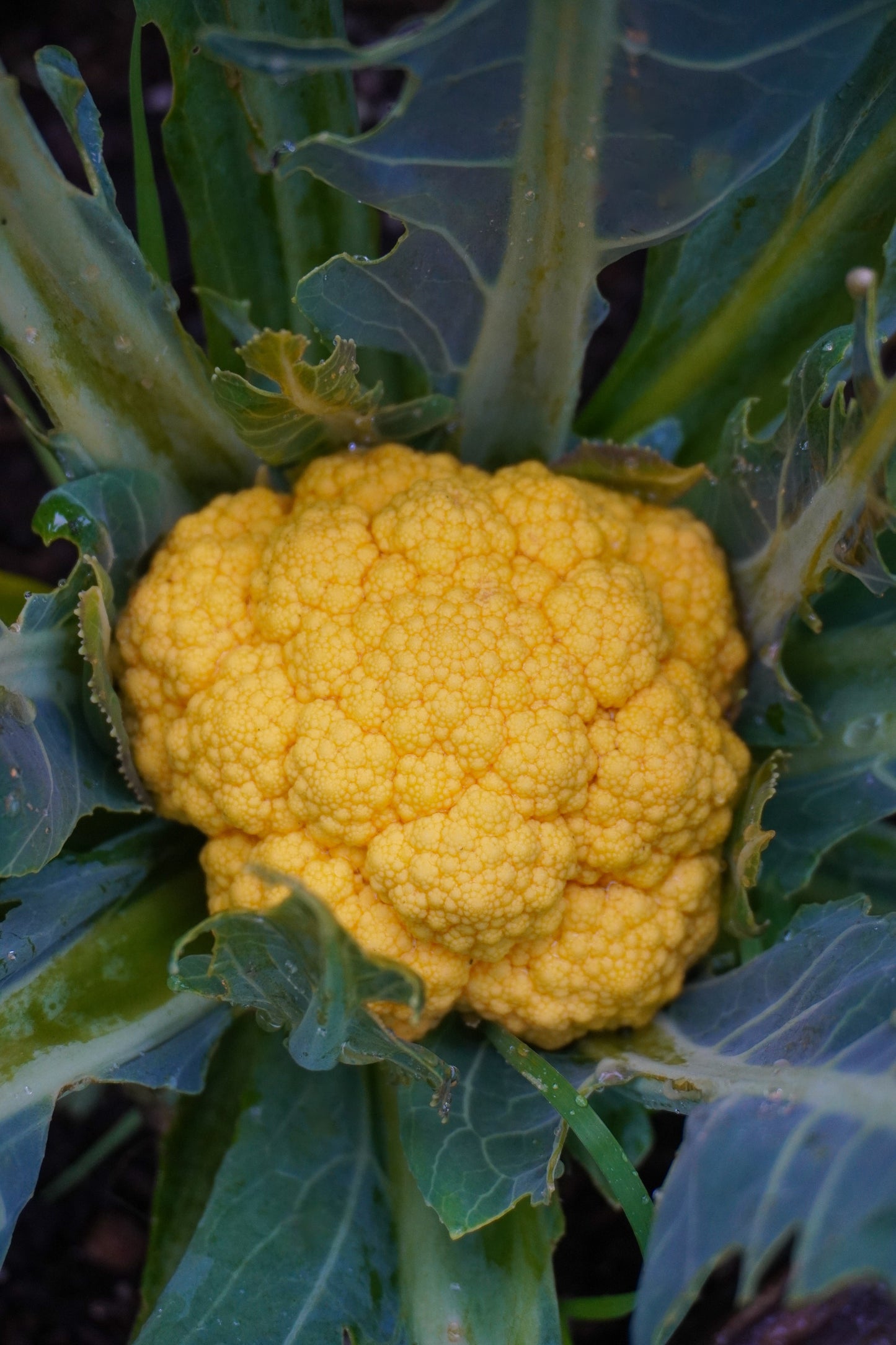 Clementine Vibrant Orange Cauliflower – Early Maturing Hybrid with Stunning Color for Beautiful Gardens 1