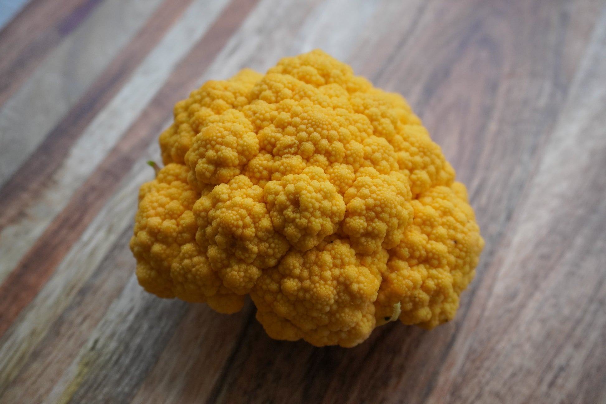 Clementine Vibrant Orange Cauliflower – Early Maturing Hybrid with Stunning Color for Beautiful Gardens 2
